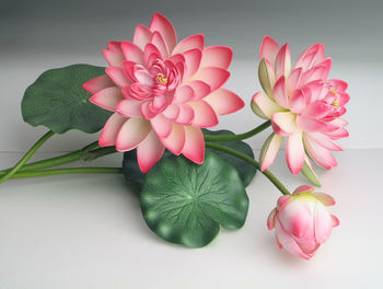 Close-up of pink roses against white background