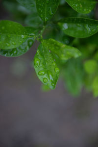 Close-up of water drops on leaf