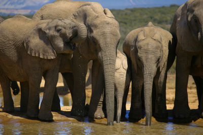 Elephant drinking water in lake