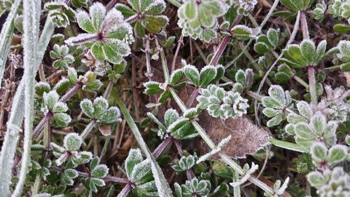 Close-up of plants