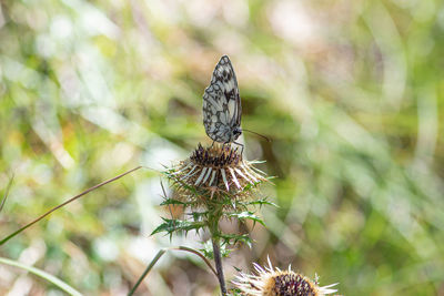 Close-up of wilted plant