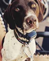 Close-up portrait of a dog