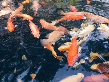 High angle view of koi carps swimming in lake