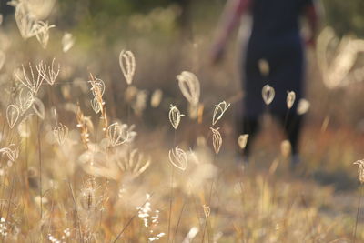 Grasses dancing in warm afternoon light