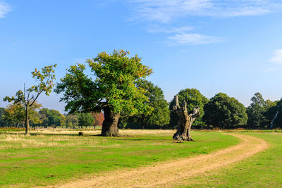 Trees on field against sky