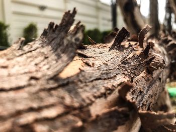 Close-up of lizard on tree stump