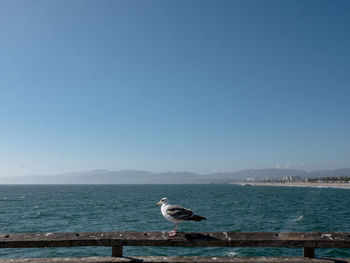 Seagull perching on a sea