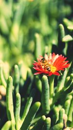 Close-up of honey bee on red flower