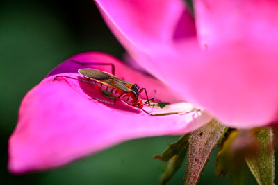 Close-up of insect on pink flower