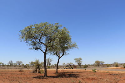 Trees on field against clear blue sky