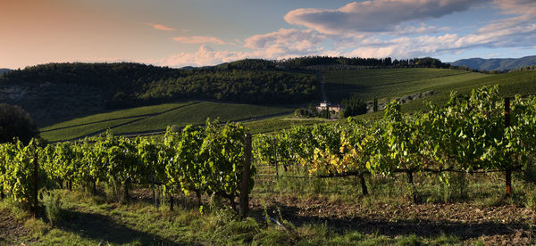 Scenic view of vineyard against sky