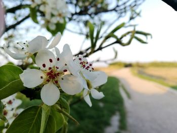 Close-up of white cherry blossoms