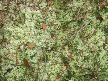 Close-up high angle view of plants