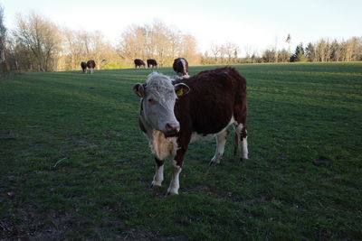 Cows standing in a field