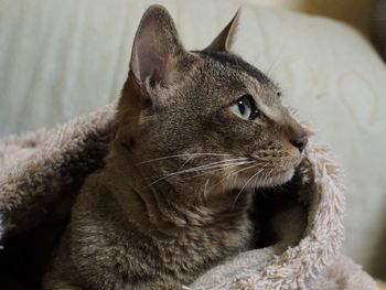 Close-up of a cat