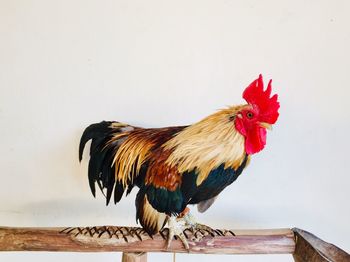 Close-up of rooster