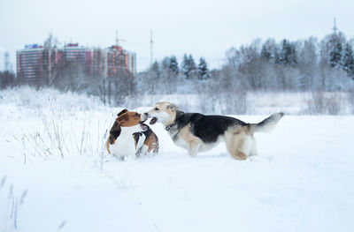 View of dog on snow covered land