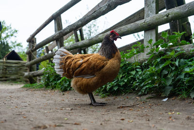 View of a bird on ground