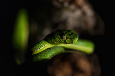 Close-up of green lizard on leaf