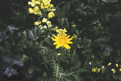 Close-up of yellow flowers blooming outdoors