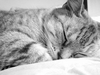 Close-up of cat sleeping on bed