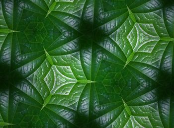Full frame shot of green leaves