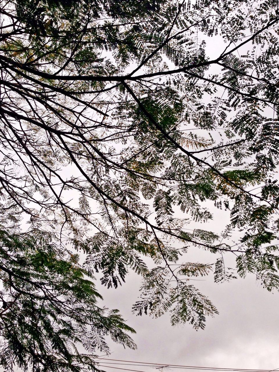 tree, low angle view, branch, growth, sky, nature, tranquility, beauty in nature, scenics, day, outdoors, no people, backgrounds, tranquil scene, directly below, full frame, leaf, bare tree, cloud - sky, high section