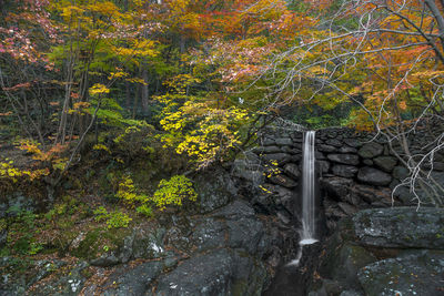 Trees growing in forest during autumn