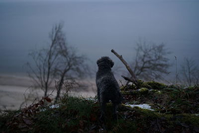 Pondering dog at baltic sea high cliff