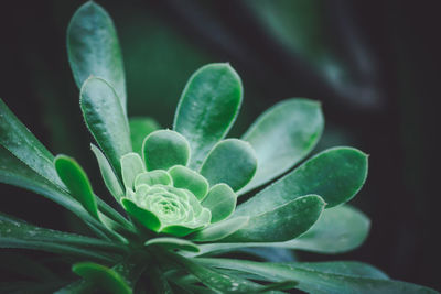 Close-up of plant