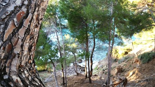 Trees in forest