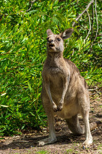 Portrait of kangaroo standing on land