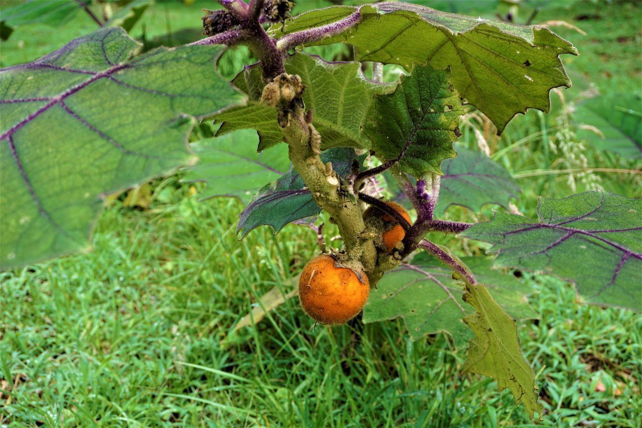 CLOSE-UP OF FRUIT ON TREE