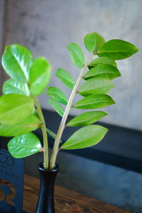 Close-up of potted plant leaves