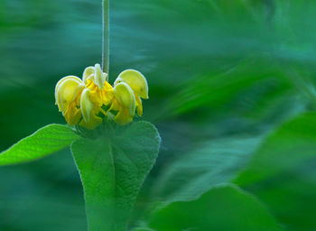 Close-up of yellow flowering plant