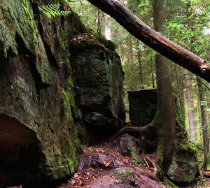 Old stone wall amidst trees in forest