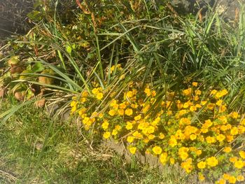 Close-up of yellow flowers blooming on field