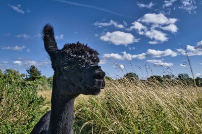 View of a alpaca on field