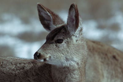 Close-up of deer