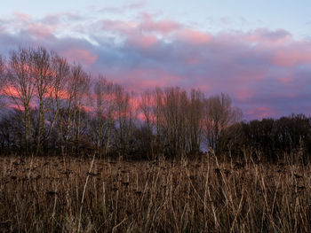 Plants growing on land against sky during sunset
