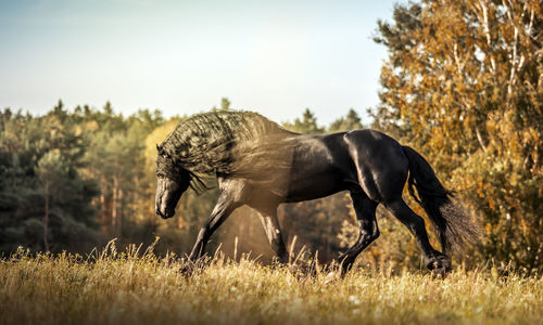 Side view of a horse on field