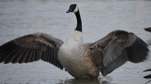 Close-up of duck in water