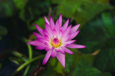 Close-up of pink flower