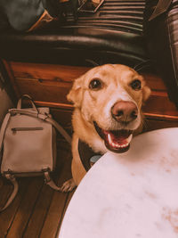 High angle portrait of dog at home