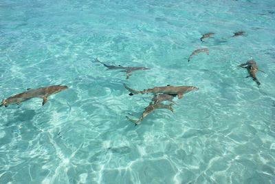 High angle view of sharks in water