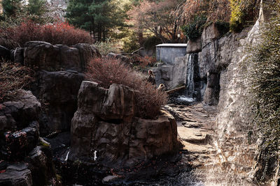 View of rocks and plants in water