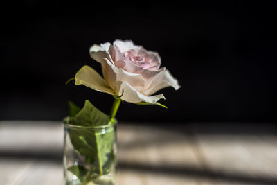 Close-up of rose in glass