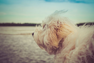 Close-up of white dog at beach against sky