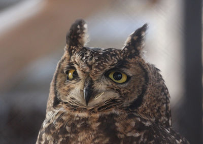 Portrait of an african eagle owl bubo africanus 