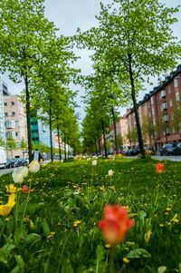 View of flowers in garden